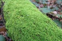 Hypnum cupressiforme