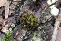 Pulvigera lyellii