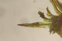 Pulvigera lyellii