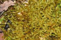 Hylocomiadelphus triquetrus