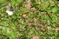 Marchantia polymorpha subsp. polymorpha