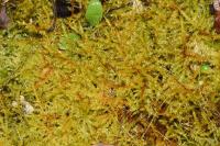 Calliergonella cuspidata