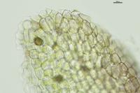 Marchantia polymorpha subsp. polymorpha