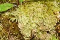 Rhynchostegium megapolitanum