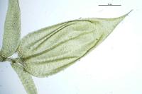 Rhynchostegium megapolitanum