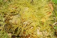 Oxyrrhynchium hians