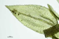 Oxyrrhynchium hians