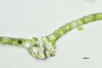 Tortula acaulon