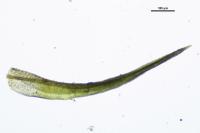 Weissia brachycarpa