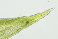 Weissia brachycarpa
