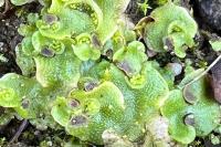 Lunularia cruciata