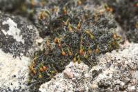 Grimmia orbicularis