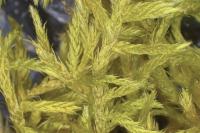 Homalothecium lutescens