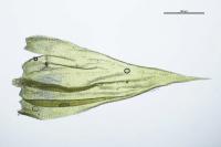 Homalothecium lutescens