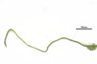 Homalothecium lutescens