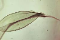 Syntrichia ruraliformis