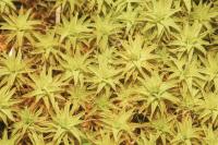 Syntrichia ruraliformis