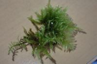 Kindbergia praelonga