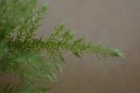 Kindbergia praelonga