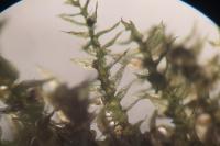 Kindbergia praelonga