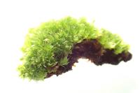 Ptychostomum capillare