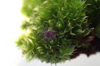 Ptychostomum capillare