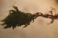 Ptychostomum capillare