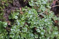 Lunularia cruciata