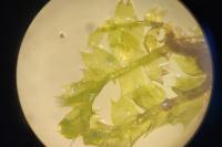 Lophocolea bidentata