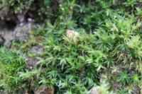 Atrichum undulatum