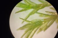 Atrichum undulatum