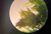 Orthotrichum diaphanum