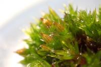 Orthotrichum diaphanum