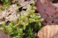 Hylocomiadelphus triquetrus