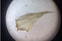Hylocomiadelphus triquetrus