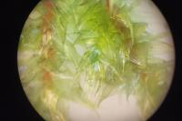 Hylocomiadelphus triquetrus