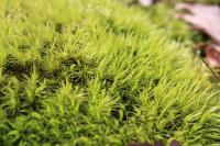Dicranum scoparium