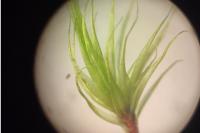 Dicranum scoparium