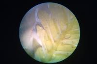 Fissidens taxifolius