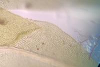 Fissidens taxifolius