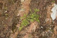 Radula complanata