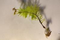 Thuidium tamariscinum