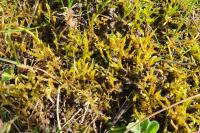 Calliergonella cuspidata