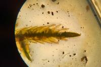 Calliergonella cuspidata