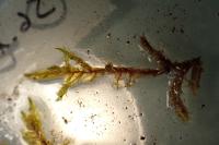 Calliergonella cuspidata
