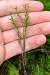 Polytrichum formosum
