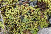 Syntrichia ruralis