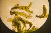 Metzgeria furcata