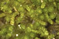 Cephaloziella baumgartneri