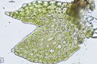 Cephaloziella baumgartneri